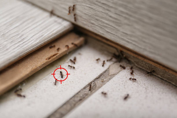 Best Best Pest Control Companies  in Cave City, KY