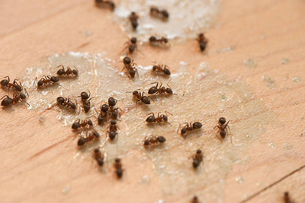 Best Insect Control  in Cave City, KY