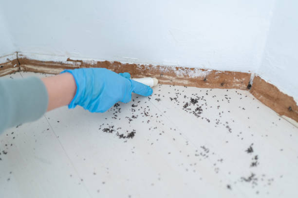 Best Mosquito Control Services  in Cave City, KY